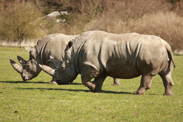 Obraz premium Nashorn