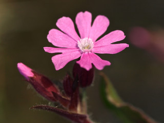 Fototapeta premium Rote Lichtnelke
