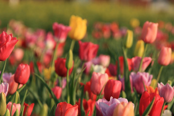 Obraz premium Tulpenmeer