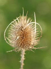 Silberdistel