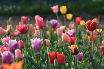 Crédence de cuisine en verre imprimé Tulipe Tulpen aus Schwaben