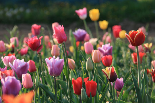 Tulpen aus Schwaben
