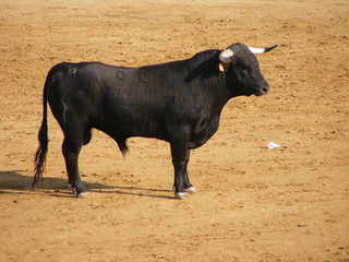 Toro