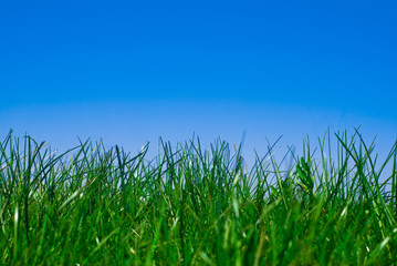 Grass
