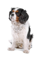 cavalier king charles spaniel dog