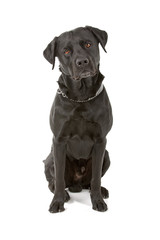front view of a black labrador retriever