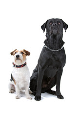Obraz premium jack russel terrier and black labrador retriever