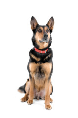 cute german shepherd dog isolated on a white background