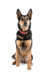 front view of a beautiful german shepherd puppy