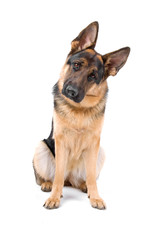 beautiful german shepherd dog looking at camera
