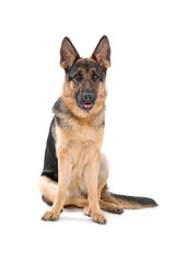 german shepherd dog isolated on a white background