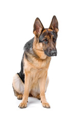 beautiful german shepherd dog isolated on a white background
