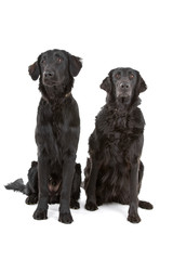 two Flat-Coated Retriever dogs (Flatcoat, Flattie)