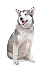 front view of a beautiful Alaskan Malamute dog (maly)