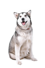 front view of an alaskan malamute looking up