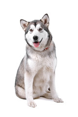 front view of a beautiful Alaskan Malamute dog (maly)
