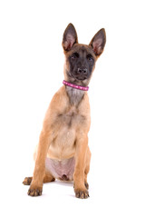 Belgian Shepherd puppy (Belgian Malinois,Mechelaar)