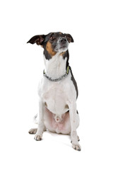 smooth fox terrier isolated on a white background