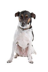 smooth fox terrier isolated on a white background