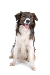 border collie dog sticking out tongue