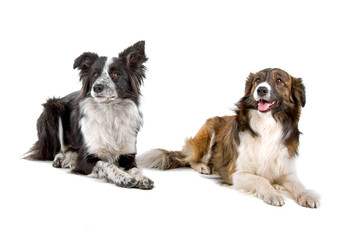 two border collie sheepdogs isolated on a white background