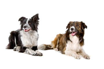 border collie sheepdogs isolated on a white background