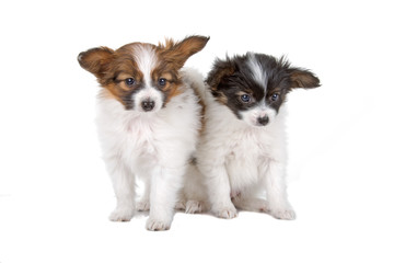 Papillon (Phalène ,Butterfly Dog,Squirrel Dog) puppies