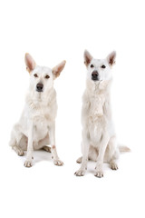 Obraz premium two white shepherds isolated on a white background