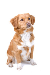 mixed breed dog (half tollinger retriever)