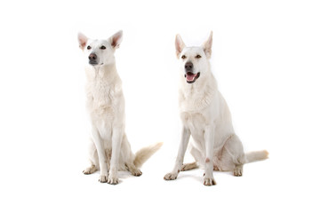 white shepherds isolated on a white background