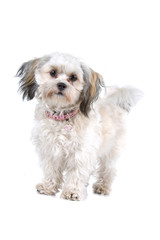 front view of a cute Maltese dog