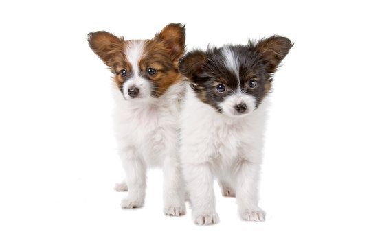 Papillon (Phalène ,Butterfly Dog,Squirrel Dog) puppies