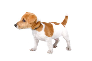side view of a jack russel terrier puppy