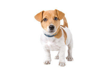 front view of a cute jack russel terrier puppy