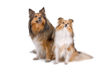 front view of two shetland sheepdogs (shelty)