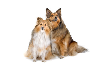two sheltie dogs isolated on a white background