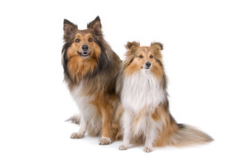 front view of two shetland sheepdogs (shelty)