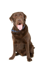 chocolate labrador retriever dog sticking out tongue