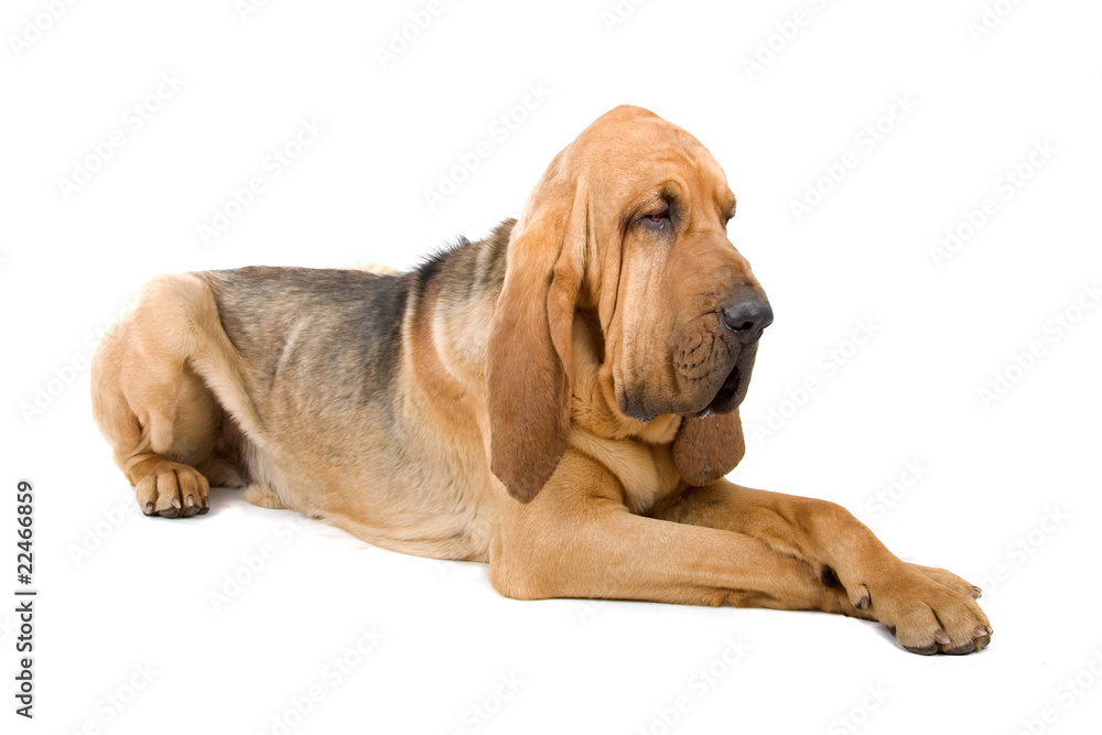 Wall mural bloodhound ,also known as St. Hubert hound and Sleuth Hound