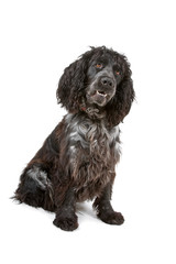 cocker spaniel dog isolated on a white background
