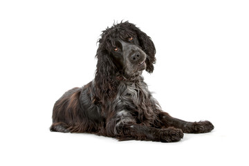 cocker spaniel dog looking at camera