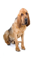bloodhound (st.hubert or sleuth) isolated on a white background - obrazy, fototapety, plakaty