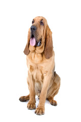 front view of a bloodhound (st.hubert or sleuth) - obrazy, fototapety, plakaty