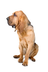bloodhound (st.hubert or sleuth) isolated on a white background - obrazy, fototapety, plakaty