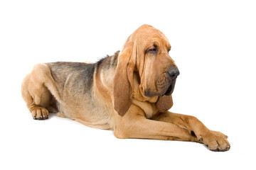 bloodhound ,also known as St. Hubert hound and Sleuth Hound - obrazy, fototapety, plakaty