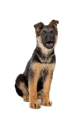german shepherd puppy dog isolated on a white background