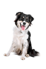 mixed breed dog (border collie) sticking out tongue