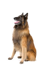 side view of a Belgian Shepherd Tervuren sticking out tongue