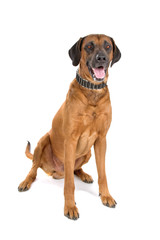 Rhodesian Ridgeback dog isolated on a white background