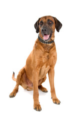Rhodesian Ridgeback dog isolated on a white background